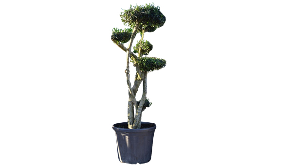 OKRASNA OLJKA BONSAI